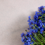 Eau de bleuet : bienfaits pour la peau et utilisations beauté au quotidien