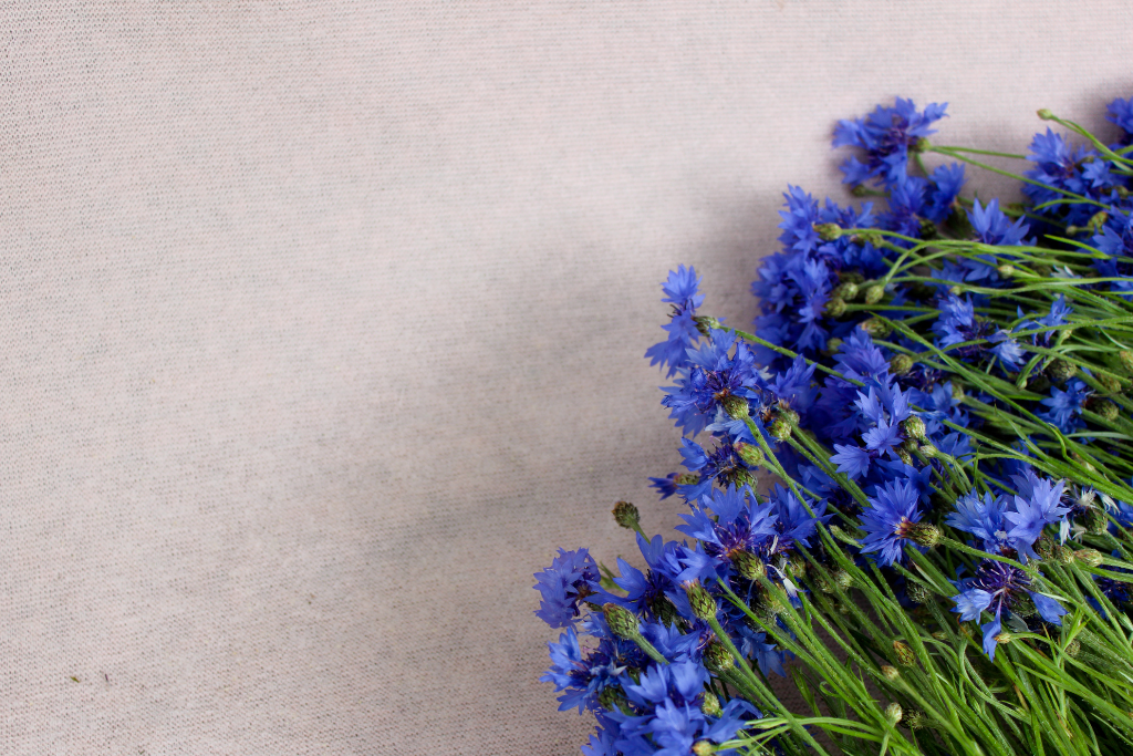 Eau de bleuet : bienfaits pour la peau et utilisations beauté au quotidien