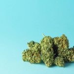 Indoor, outdoor ou greenhouse : quelle fleur de CBD vous correspond ?
