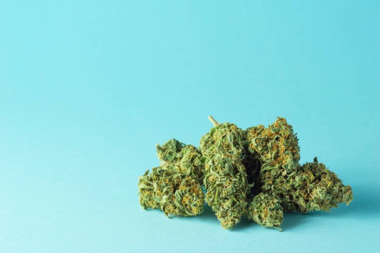 Indoor, outdoor ou greenhouse : quelle fleur de CBD vous correspond ?